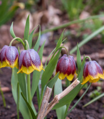 Řebčík Michailovskyi - Fritillaria michailovskyi - cibule řebčíku - 3 ks