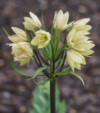 Řebčík Raddeana - Fritillaria raddeana - cibule řebčíku - 1 ks