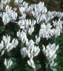 Brambořík Sowbread - Cyclamen repandum album - hlízy bramboříku - 1 ks