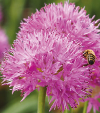 Česnek Carolinianum - Allium - cibule okrasného česneku - 3 ks