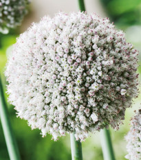 Česnek white Cloud - Allium - cibule okrasného česneku - 3 ks