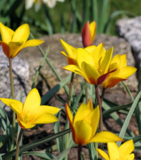 Tulipán Clusiana Chrysantha - Tulipa - cibule tulipánu - 3 ks