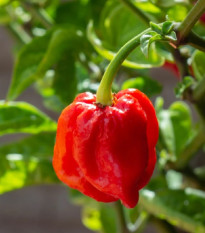 Chilli 7 Pot Douglah Red - Capsicum chinense - semena chilli - 7 ks