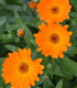 Měsíček lékařský Orange Daisy - Calendula officinalis - semena měsíčku - 60 ks
