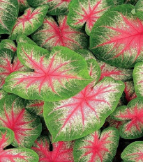 Kaládium Pink Beauty - Caladium bicolor - hlízy kaládia - 1 ks