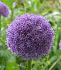 Česnek His Excellency - Allium - cibule okrasného česneku - 1 ks