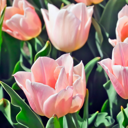 Tulipán Apricot Beauty - Tulipa - cibule tulipánu - 3 ks