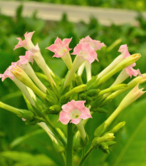 Tabák virginský - Nicotiana tabacum - semena tabáku - 150 ks