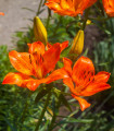 Lilie cibulkonosná - Lilium bulbiferum - semena lilie - 5 ks