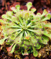 Rosnatka kapská - Drosera capensis - semena rosnatky - 15 ks