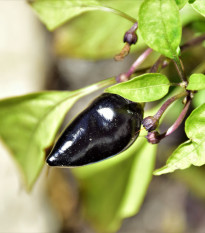 Chilli černé maďarské - Capsicum annuum - semena chilli - 6 ks