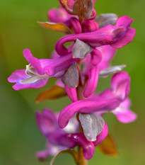 Dymnivka dutá - corydalis cava - hlízy dymnivky - 3 ks