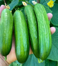 BIO okurka Mirella - Cucumis sativus - bio semena okurky - 10 ks