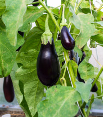 BIO Lilek Black Beauty - Solanum melongena - bio semena lilku - 20 ks