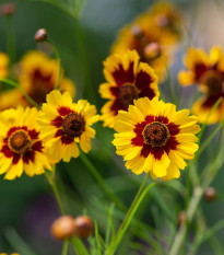 BIO Krásnoočko barevné - Coreopsis tinctoria - semena krásnoočka - 50 ks