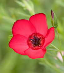 BIO Len červený - Linum grandiflorum - semena lnu - 120 ks