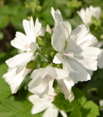 Sléz pižmový bílý - Malva moschata alba - semena slézu - 50 ks