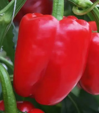 Paprika Beluga Red F1 - Capsicum annuum - semena papriky - 5 ks