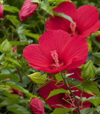 Ibišek bahenní Nippon Red F1 - Hibiscus moscheutos - semena ibišku - 5 ks