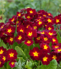 Prvosenka Inara F1 Late Red - Primula elatior - semena prvosenky - 20 ks