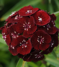 Hvozdík bradatý Sweet Black Cherry F1 - Dianthus barbatus - semena hvozdíku - 20 ks