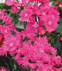 Hvozdík bradatý Bouquet Purple F1 - Dianthus barbatus - semena hvozdíku - 20 ks