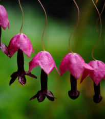 Rodochiton Purple Bells - Rhodochiton atrosanguinemum - semena rodochitonu - 6 ks