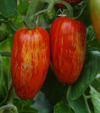 BIO Rajče Striped Roman - Solanum lycopersicum - bio semena rajčete - 7 ks