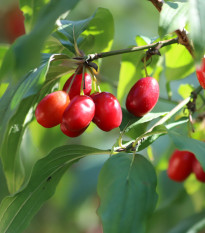 Dřín obecný - Cornus mas - semena dřínu - 3 ks