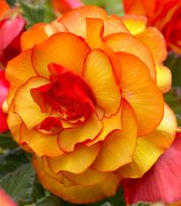 Begonie Golden Balcony - Begonia tuberhybrida - hlízy begonie - 2 ks