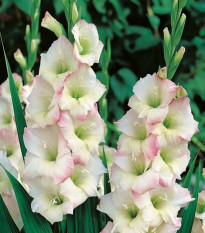 Gladiol Cream Perfection - Gladiolus - hlízy mečíku - 3 ks