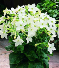 Tabák Saratoga bílý F1 - Nicotiana x alata - semena tabáku - 30 ks