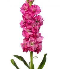 Fiala Iron Rose - Matthiola incana - semena fialy - 40 ks