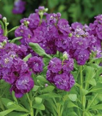 Fiala Hot cakes - Matthiola incana - semena fialy - 40 ks