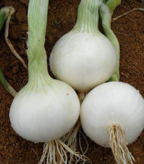 Cibule White Globe - Allium cepa - semena cibule - 100 ks