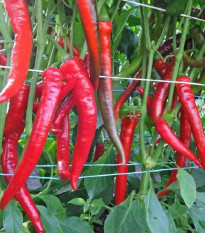 Paprika Pálivec - Capsicum annuum - semena papriky - 20 ks