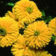Měsíček lékařský Bon Bon žlutý - Calendula officinalis - semena měsíčku - 20 ks