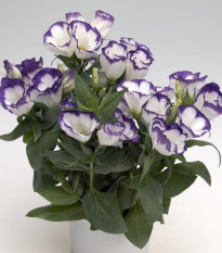 Eustoma Blue Rim F1 - Eustoma grandiflorum - semena eustomy - 12 ks