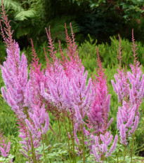 Čechrava čínská růžová - Astilbe chinensis var. pumila - semena čechravy - 10 ks