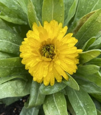 Měsíček lékařský Bon Bon žlutý - Calendula officinalis - semena měsíčku - 20 ks