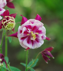 Orlíček Winky Red White Double - Aquilegia - prostokořenné sazenice orlíčku - 1 ks