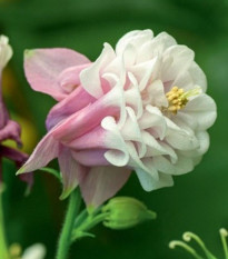 Orlíček Pink Pettitcoat - Aquilegia - prostokořenné sazenice orlíčku - 1 ks