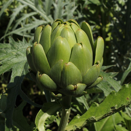 BIO Artyčok Imperial - Cynara cardunculus - bio semena artyčoku - 10 ks