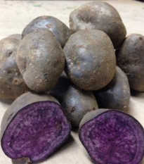 Sadbové brambory Blue Congo - Solanum tuberosum - brambory - 5 ks