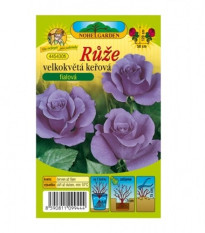 Růže velkokvětá keřová fialová - Rosa - prostokořenné sazenice růže - 1 ks