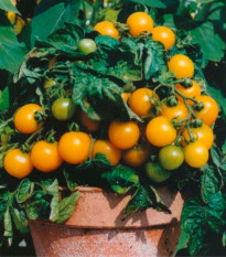 Rajče Venus - Solanum lycopersicum - semena rajčete - 10 ks