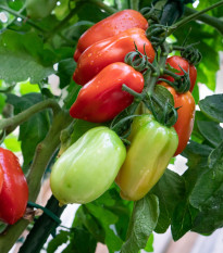 Rajče San Marzano Gigante F1 - Solanum lycopersicum - semena rajčete - 8 ks