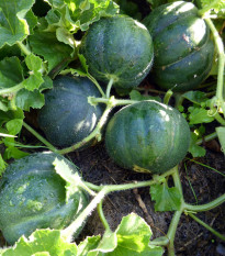 Meloun cukrový Petit Gris de Rennes - Cucumis melo - semena melounu - 10 ks