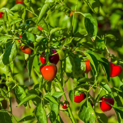 Chilli Korál - Capsicum annuum - semena chilli - 40 ks