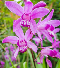 Orchidej vzpřímená růžová - Bletilla striata pink - hlízy orchideje - 1 ks